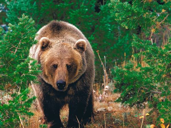 Bear walking