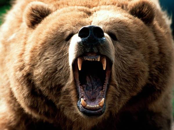 Bear growling