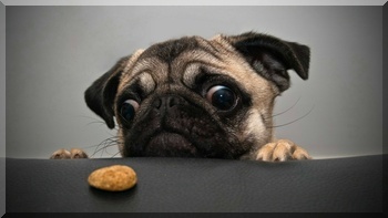 Dog and cookie