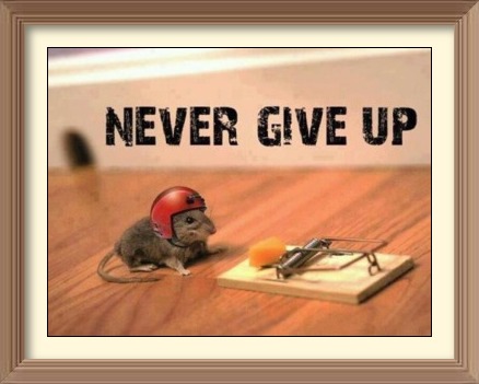 Never Give Up