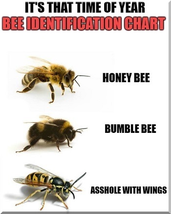 Bee Identification Chart