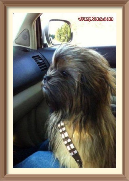 Chewbacca Dog