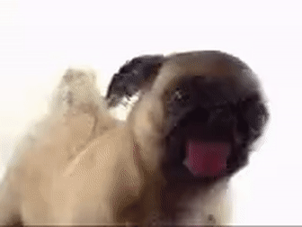 licking glass dog
